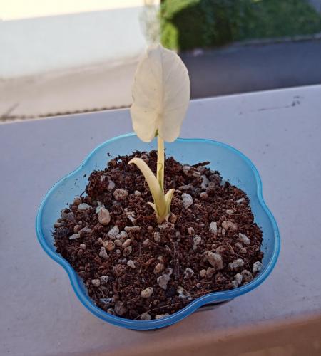 Alocasia Gageana Albo Variegata