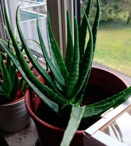 Aloe Vera