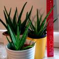 Aloe Vera